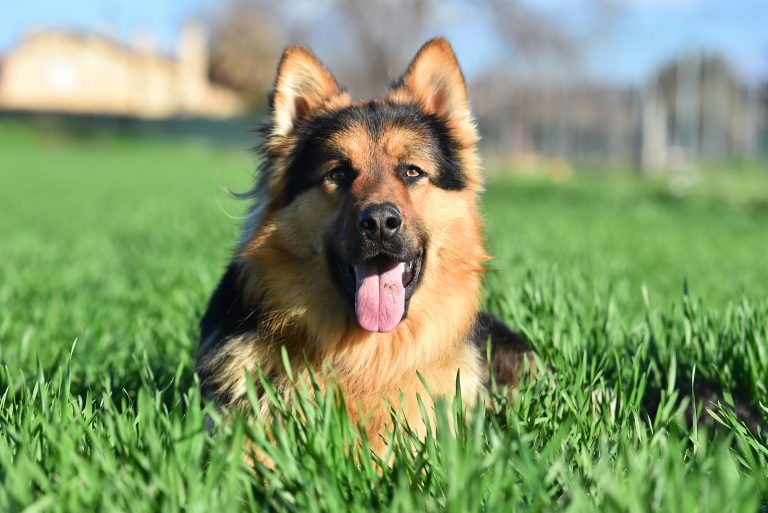 German Shepherd sitting on grass
