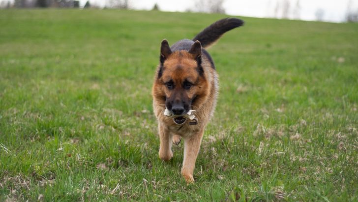6 Explanations Of What Does German Shepherd Tail Wagging Mean