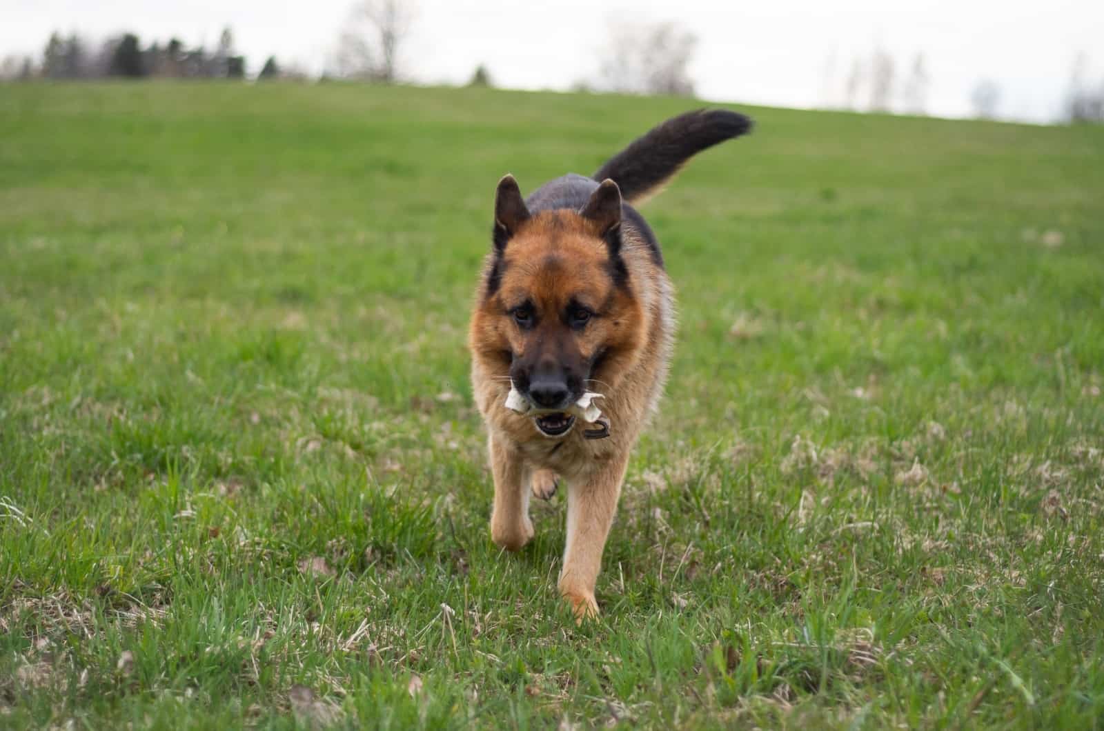 6 Explanations Of What Does German Shepherd Tail Wagging Mean