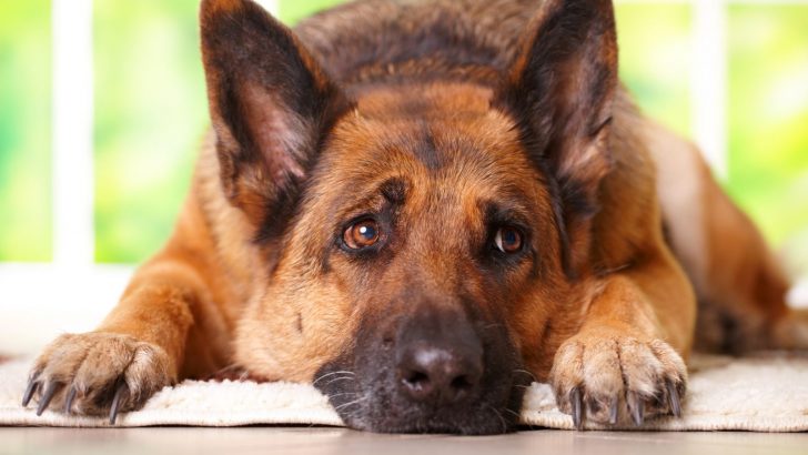 6 German Shepherd Bloat Symptoms, Treatment, And Prevention