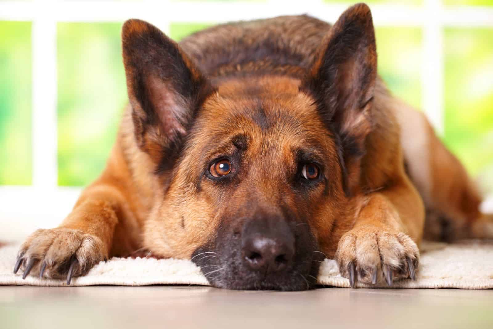 German shepherd dog looking aside and laying on the floor