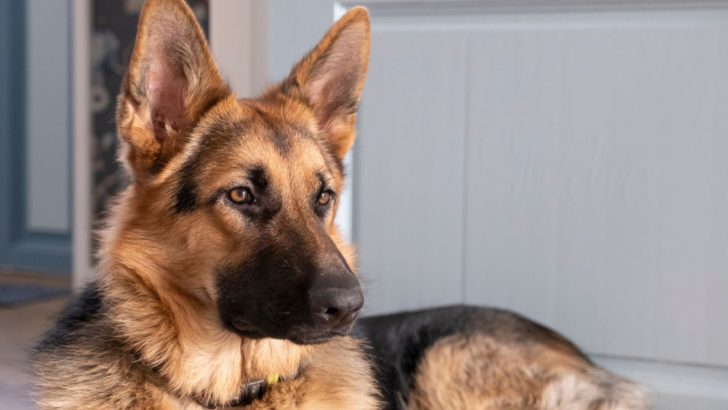 6 German Shepherd Spinal Problems That You Should Know About