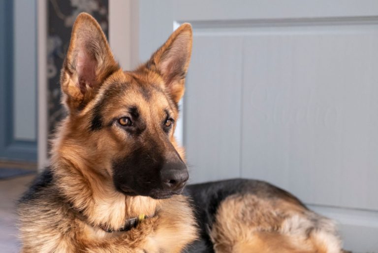 Brown and yellow German Shepherd