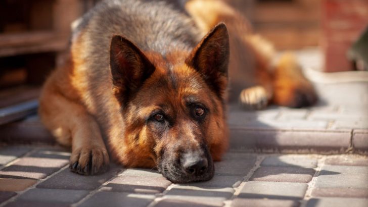 6 Most Obvious German Shepherd Anxiety Symptoms 