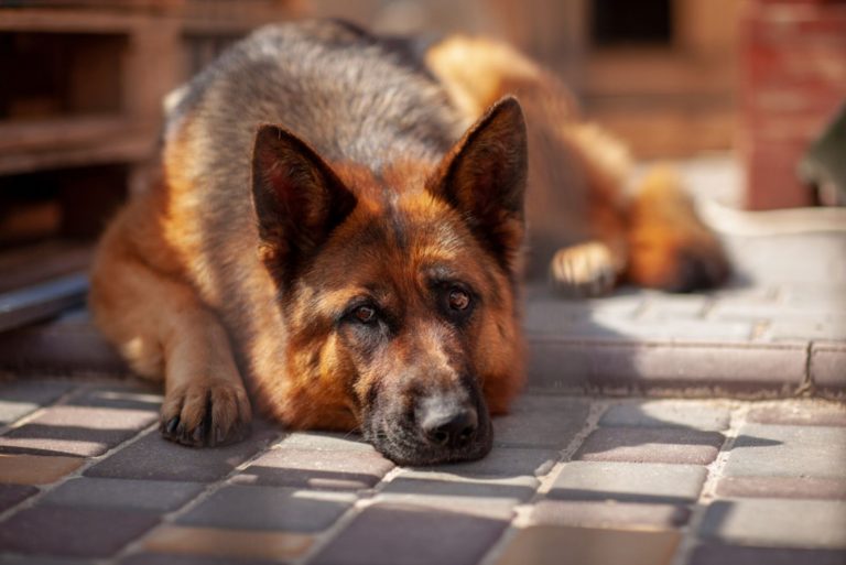 sad german shepherd laying alone