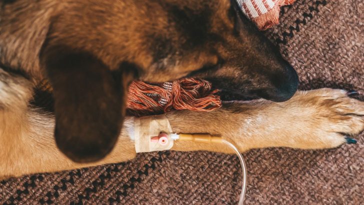 6 Reasons For German Shepherd Front Legs Problems 