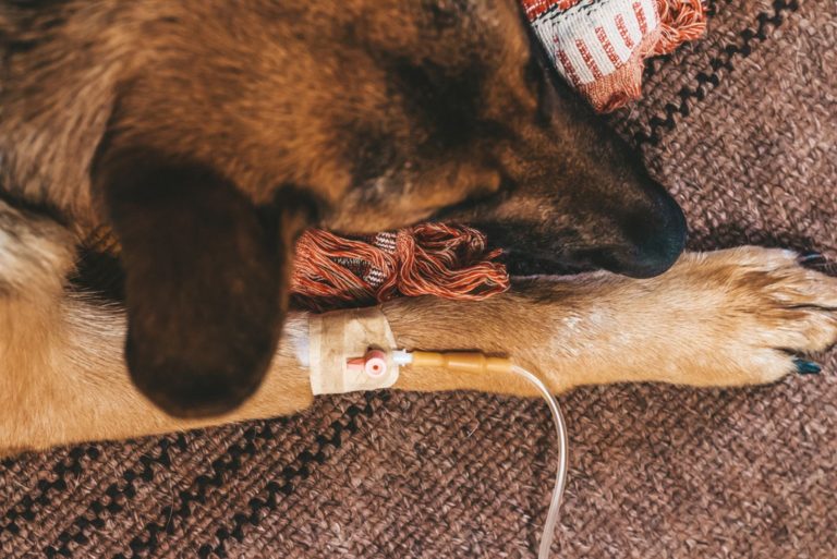 german shepherd lies under the dropper with its paw forward at home
