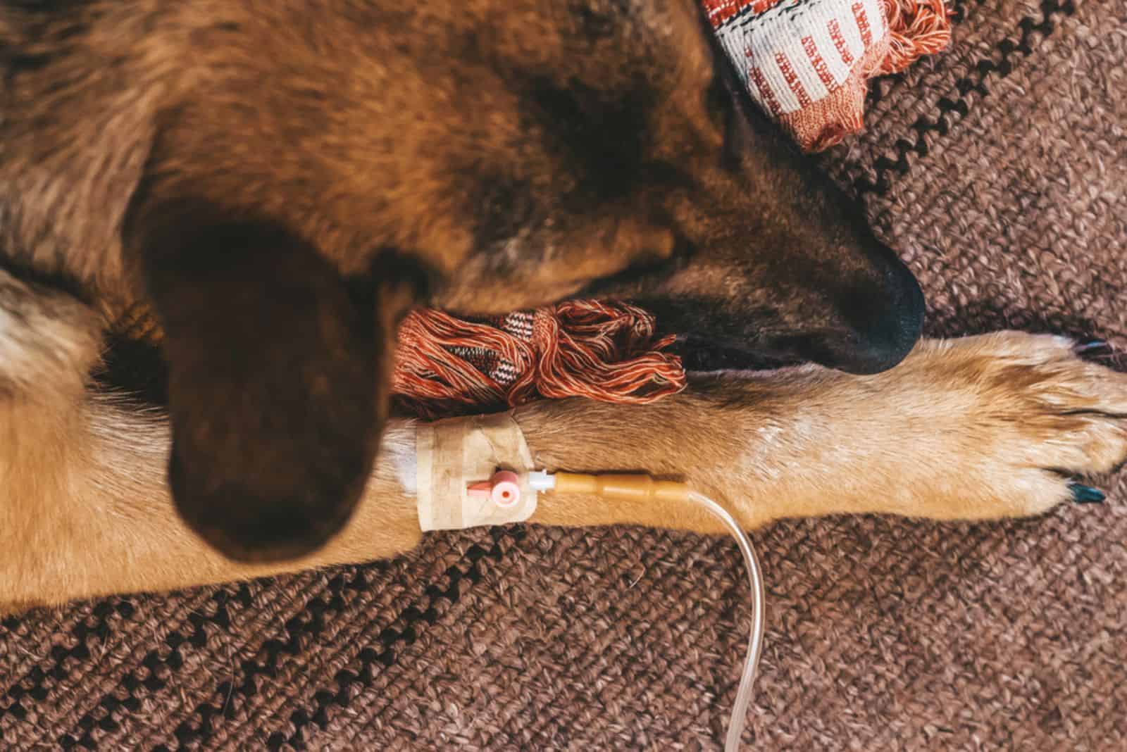 german shepherd lies under the dropper with its paw forward at home