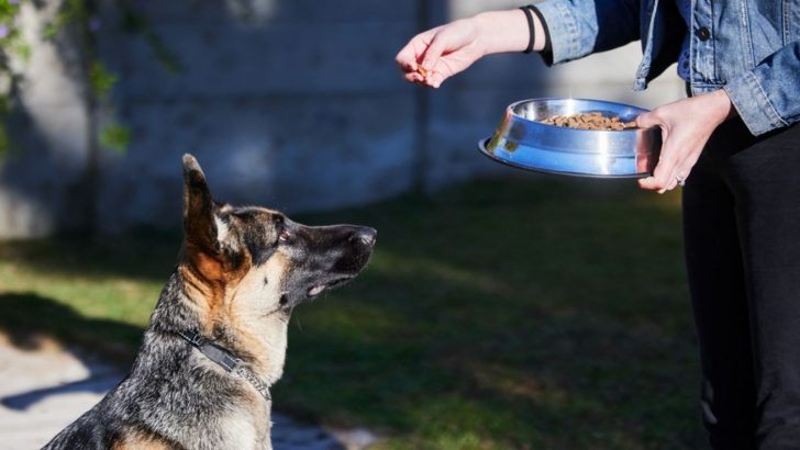 6 Reasons Why My German Shepherd Only Eats When I’m Around