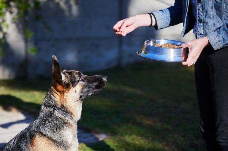 woman feeding her german shepherd outside