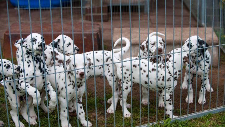 6 Things To Know About Breeding Dogs That Cover The Basics