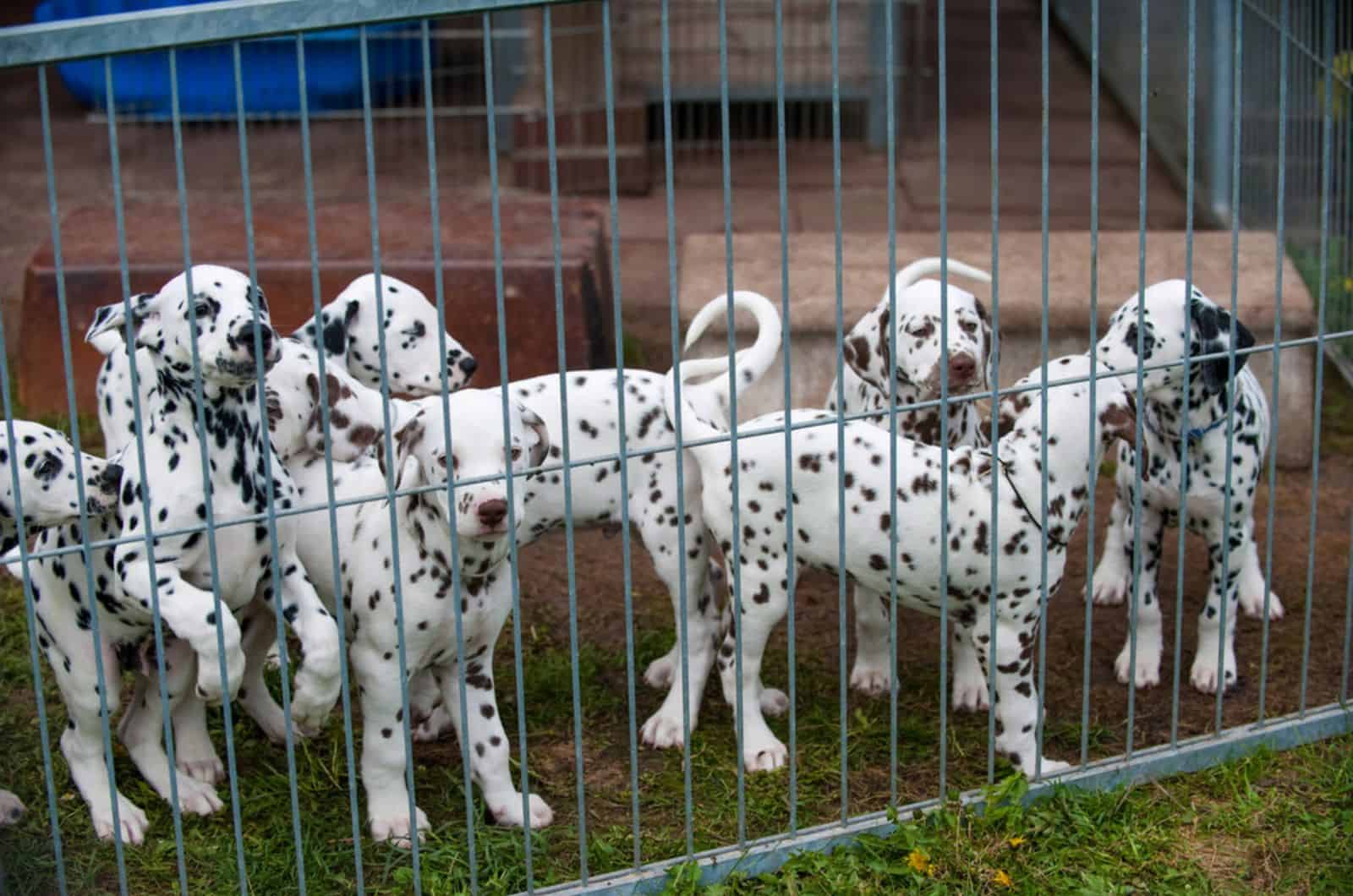 dalmatian puppies at the breeder
