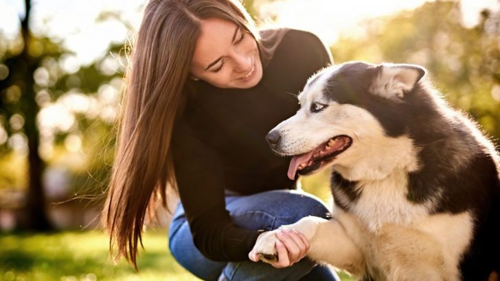 7 Actual Answers To Why Does My Husky Put His Paw On Me?