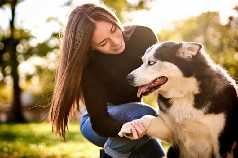 husky gives his paw to his owoner