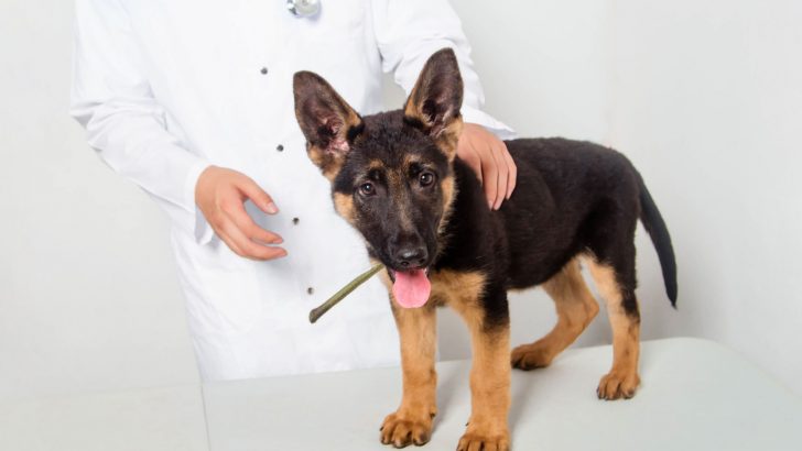 7 Causes Of German Shepherd Diarrhea, And How To Help