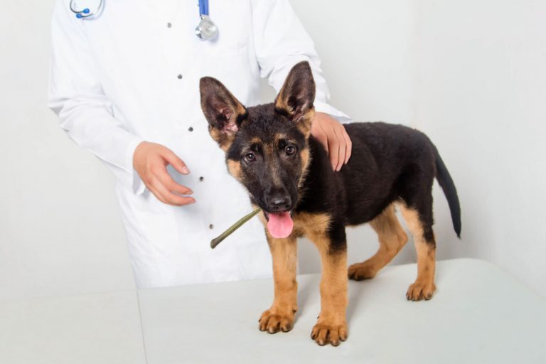 german shepherd puppy at the vet