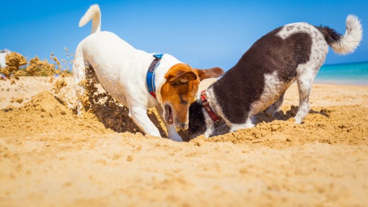 7 Dogs With Strong Digging Instincts And A Knack For Landscaping