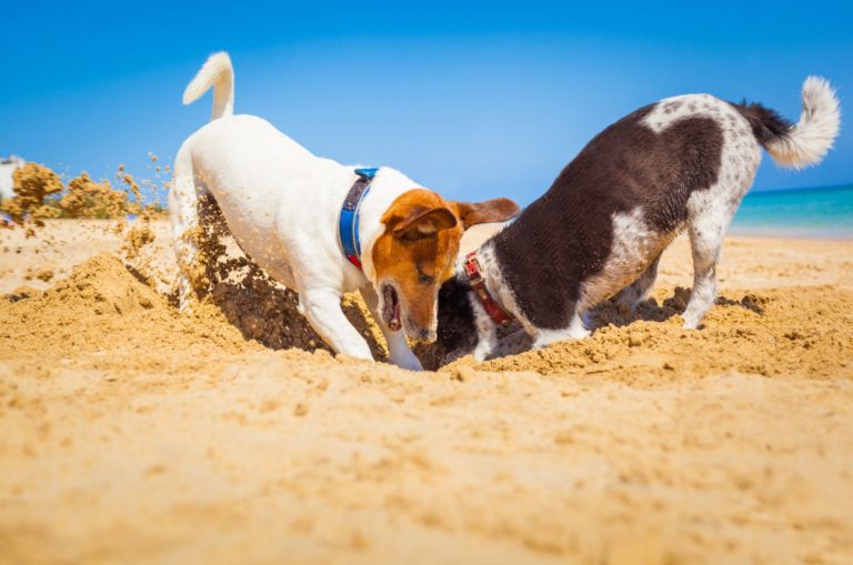 jack russell couple of dogs digging a hole in the sand at the beach