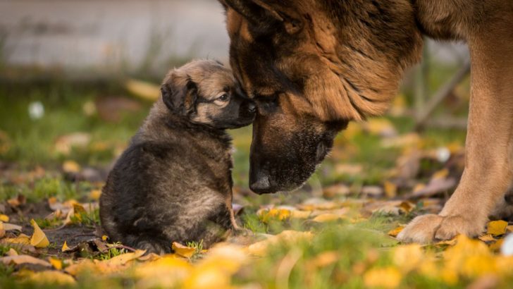 7 German Shepherd Development Stages You Must Know About