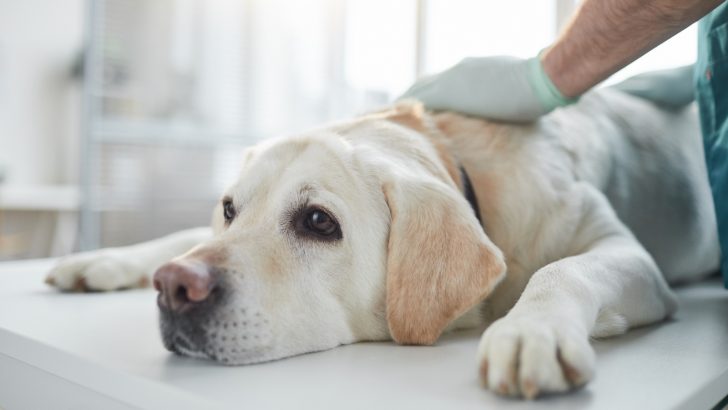 7 Labrador Hip Problems & How To Recognize Them 