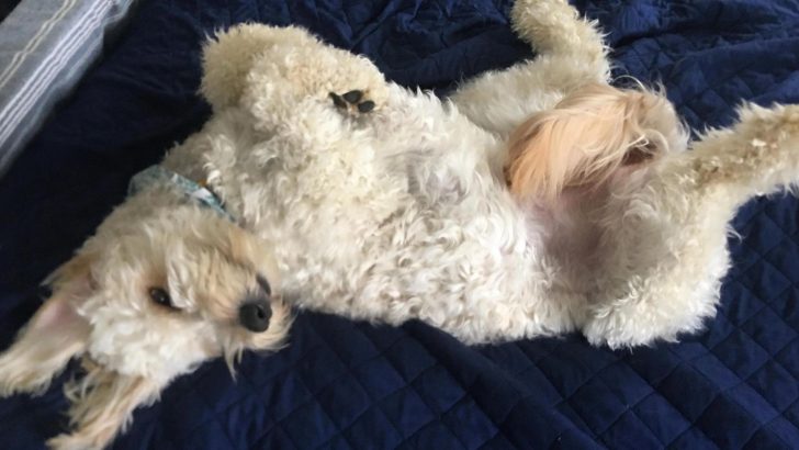 7 Reasons Why Goldendoodles Sleep On Their Back