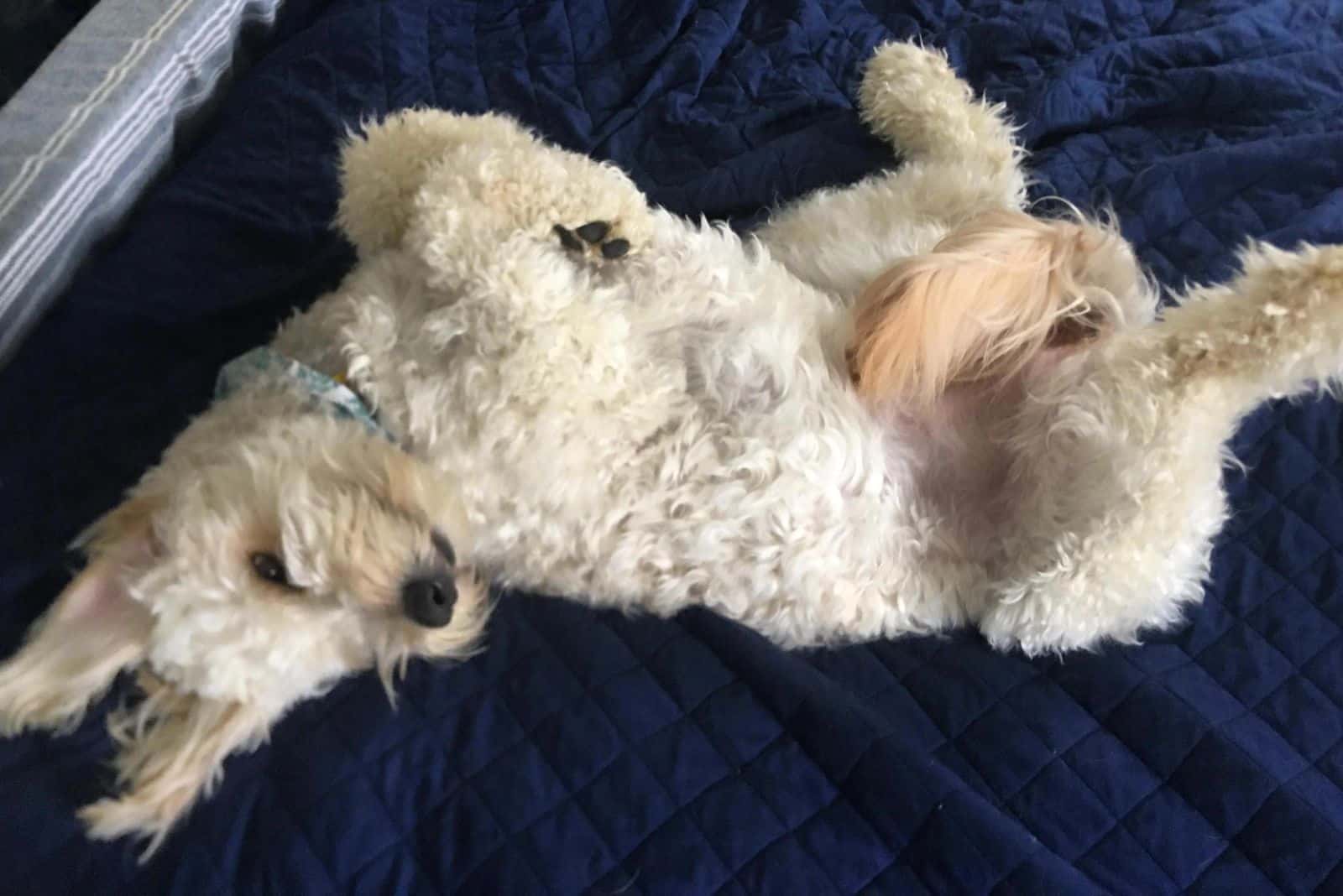 A goldendoodle sleeps on its back on a blue blanket