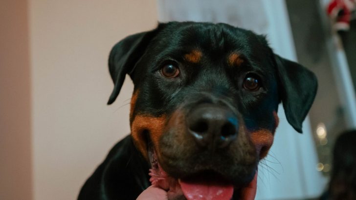 7 Things Rottweilers Love With All Their Heart And Soul