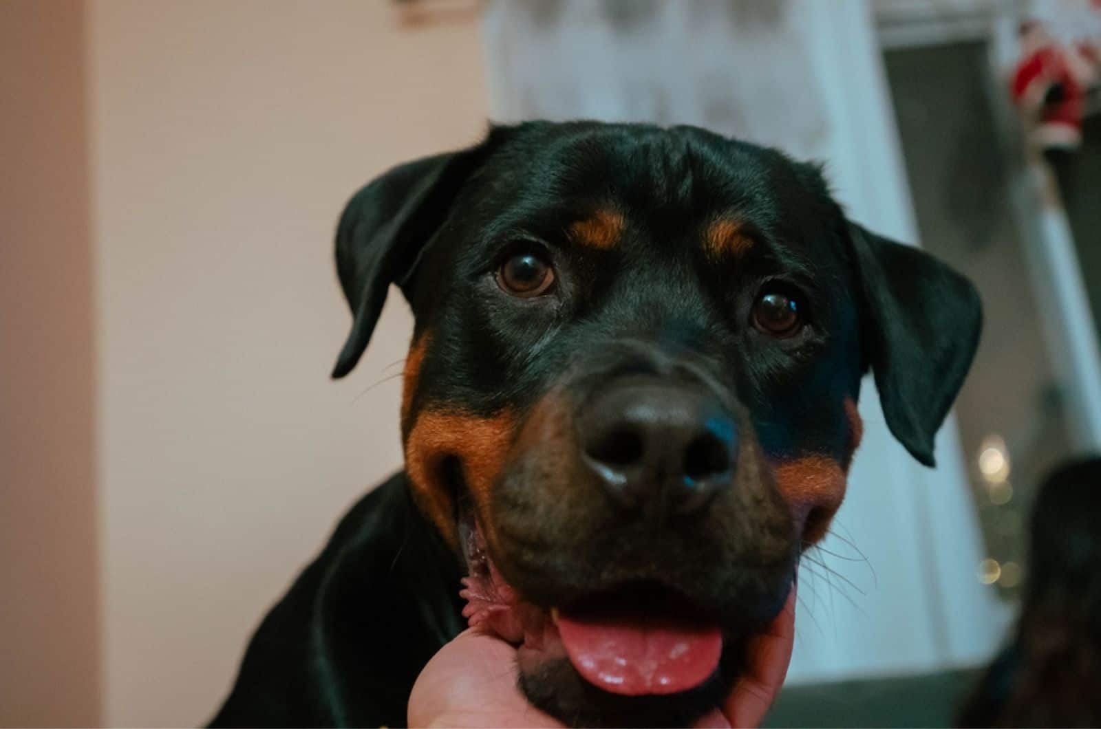 face of a rottweiler dog while his owner petting it