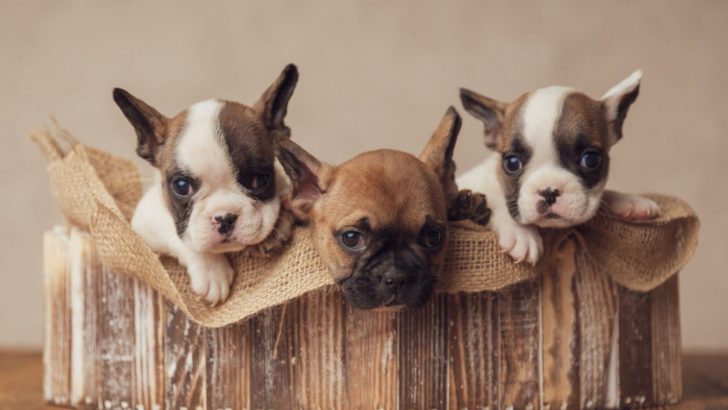 7 Things You Must Do Before Breeding Your Dog