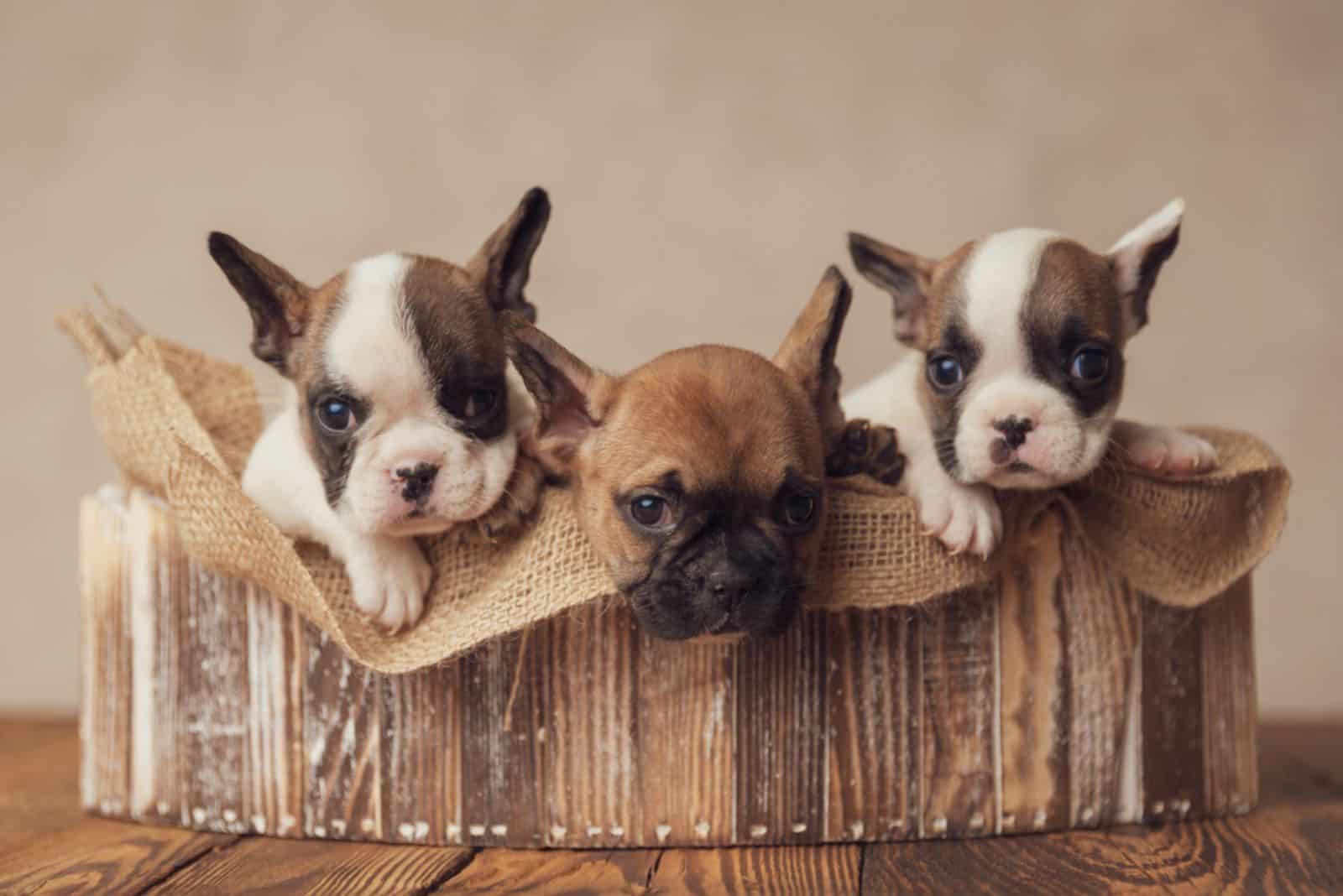 french bulldog puppies in a box