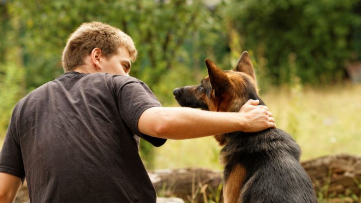 7 Ways To Become A Better German Shepherd Owner