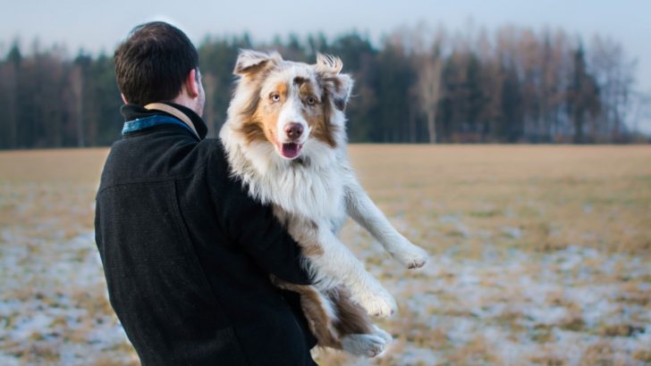 8 Arguments For Why Does My Australian Shepherd Follow Me Everywhere