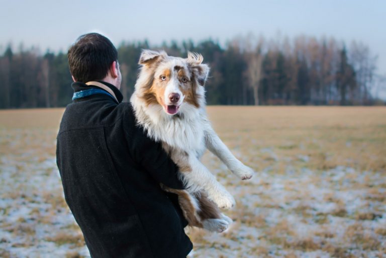Man standing on the field and holding red merle australian sheherd dog