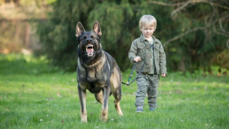 8 Reasonable Explanations For Why German Shepherds Are So Protective