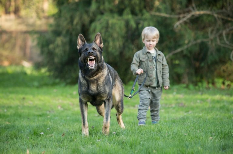 german shepherd dog guarding human kid