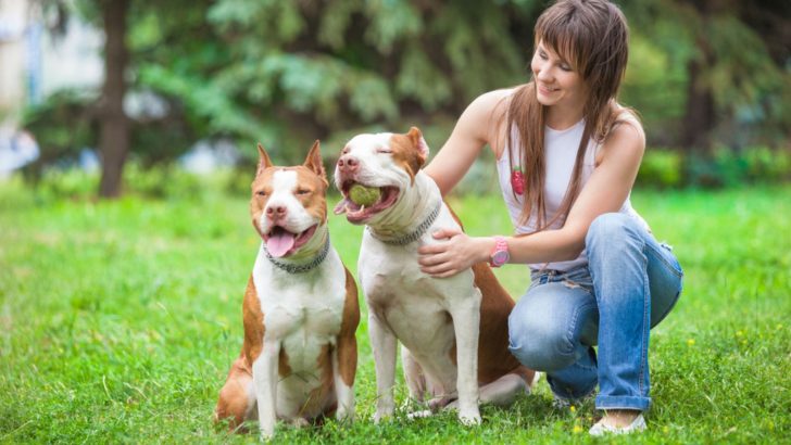 8 Things Pitbulls Love: Make Your Pooch Happy