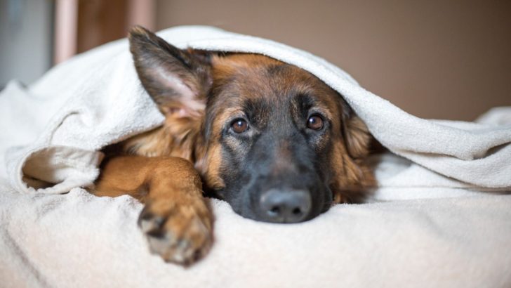 9 German Shepherd Cold Symptoms Not To Ignore