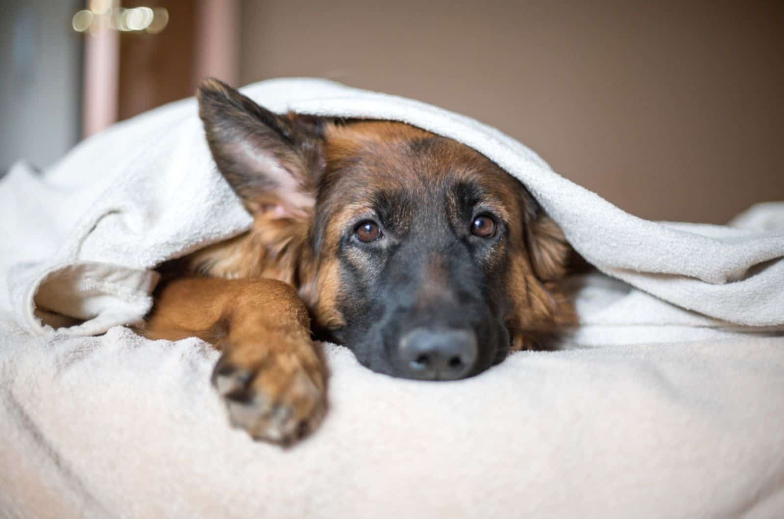 9 German Shepherd Cold Symptoms Not To Ignore