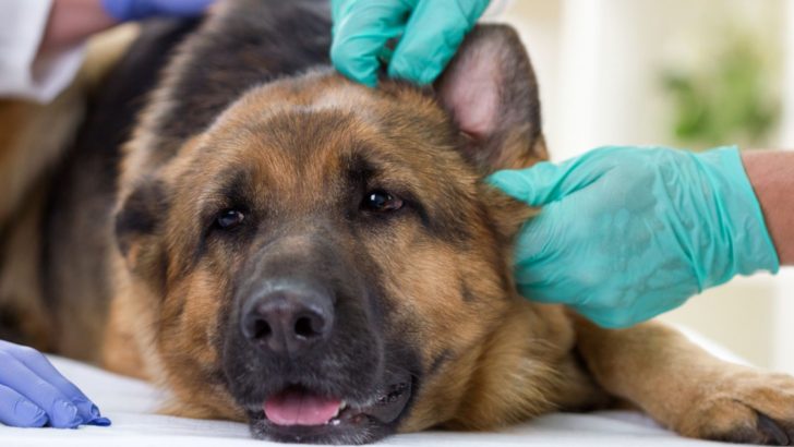 9 German Shepherd Ear Infection Symptoms Explained