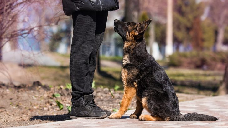 9 Reasons Why My German Shepherd Follows Me Everywhere