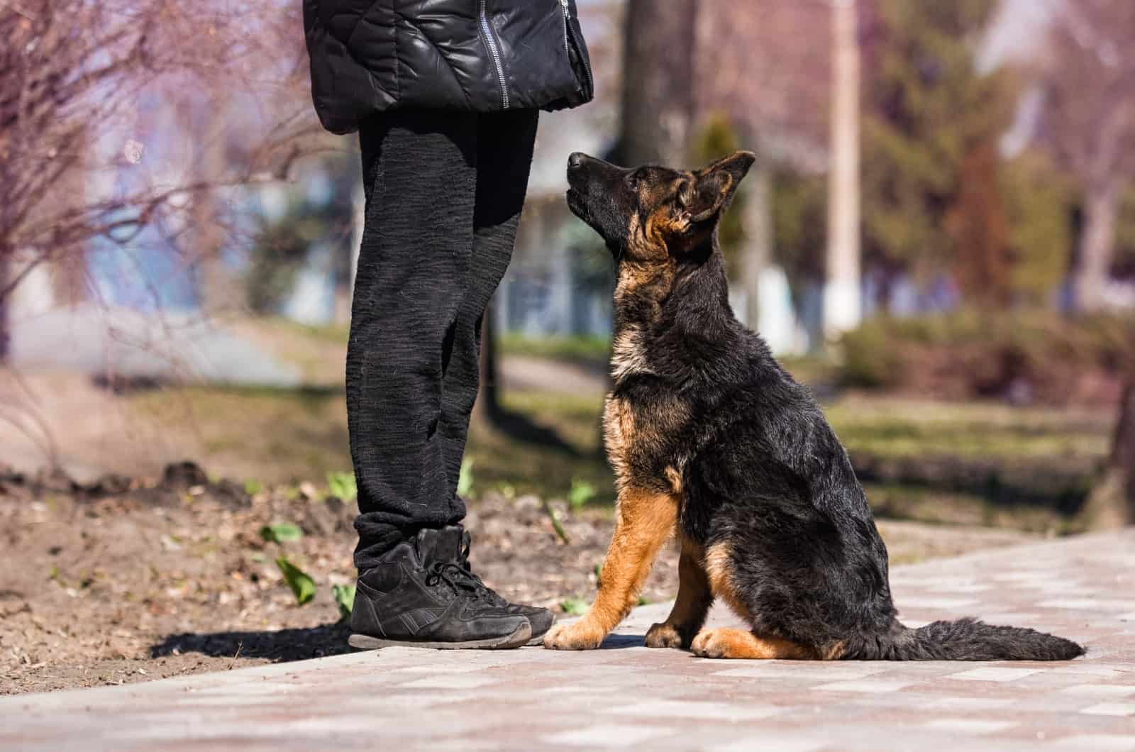 9 Reasons Why My German Shepherd Follows Me Everywhere