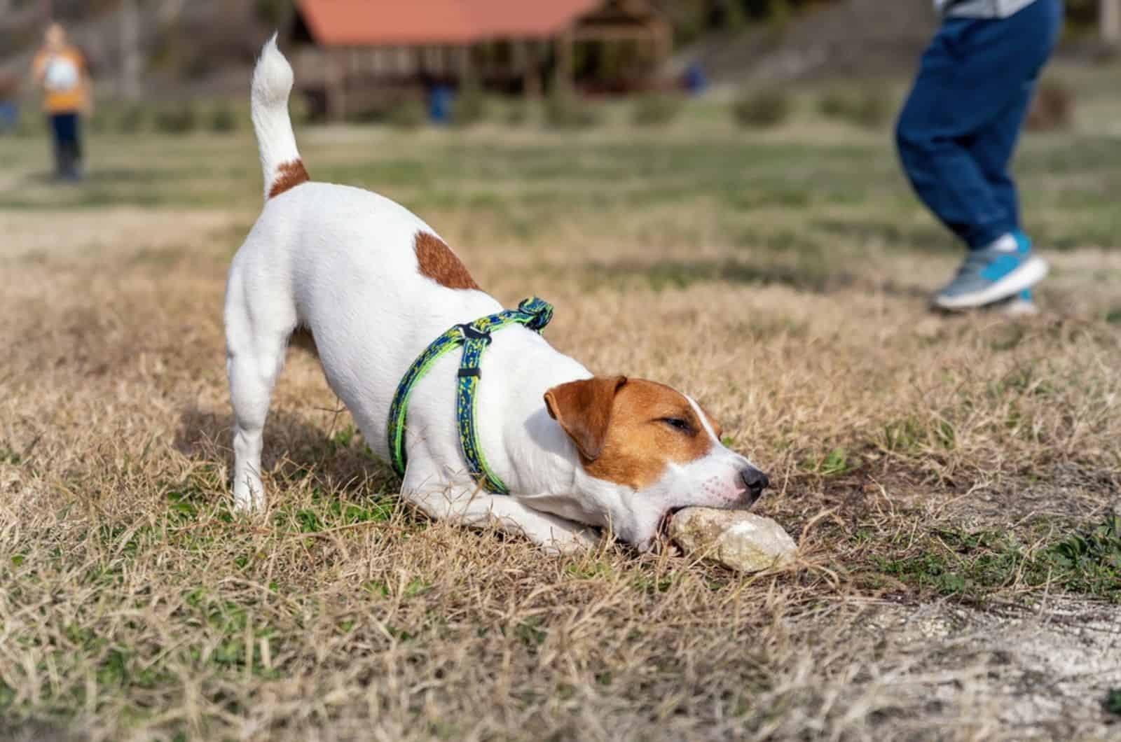 jack russel terrier dog chewing and eating rocks
