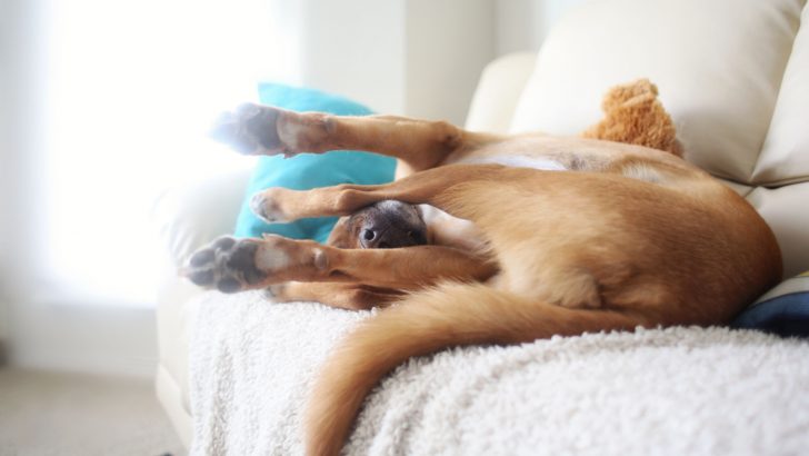 9 Snoozy Reasons Why Dog Is Wagging Tail In Sleep