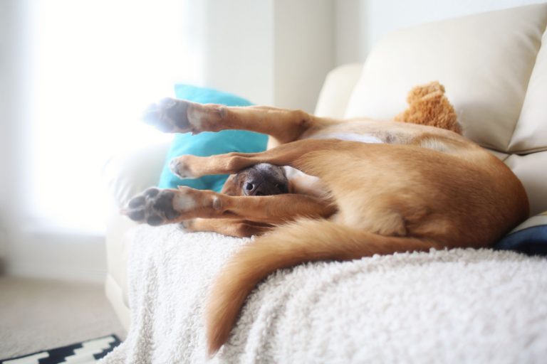 dog sleeping in a funny position