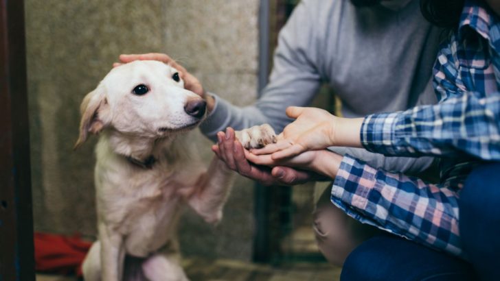 9 Steps To Introduce A Rescue Dog To A New Home