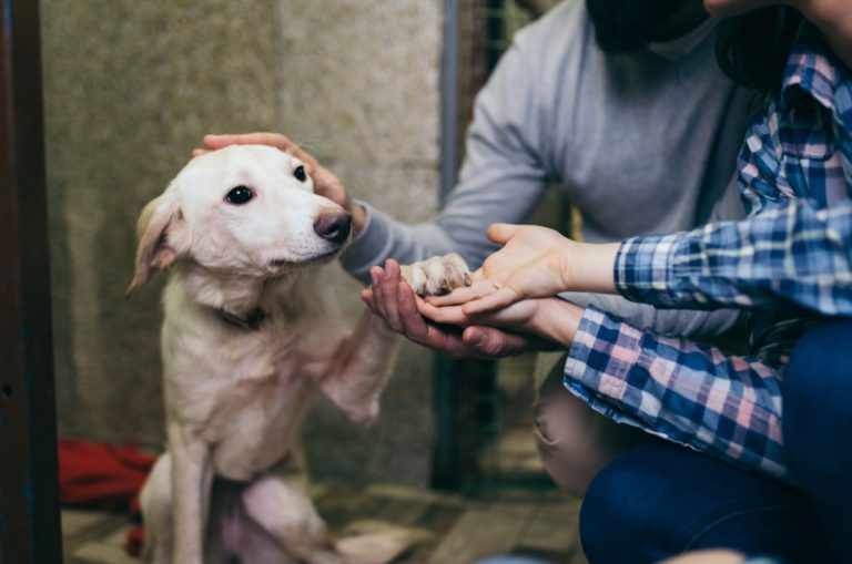 man and woman petting a dog