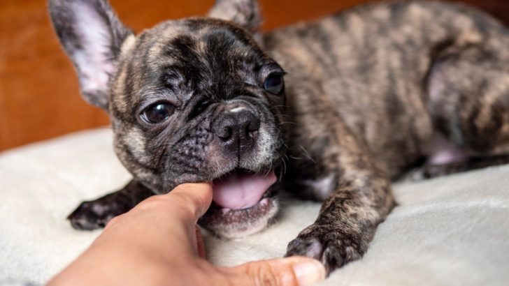 9 Things Frenchies Love: Understanding Your Pooch 101