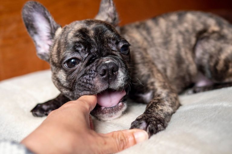 french bulldog puppy chewing a finger