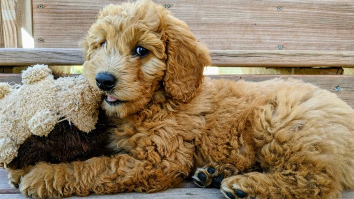 9 Things Goldendoodles Love: Tips For Novice Owners