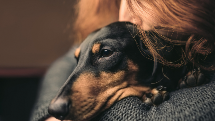 9 Time-Tested Reasons Why You Should Never Own Dachshunds